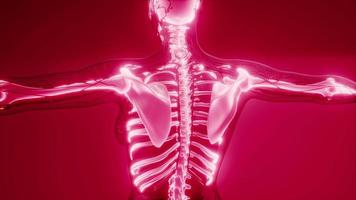 corps humain transparent avec des os visibles video