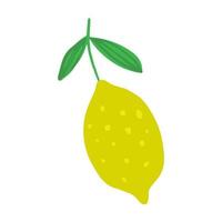 Lemon in doodle style isolated on white background. Hand drawn fresh organic citrus. vector