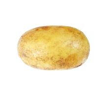 Potato isolated on white photo