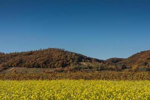 campo de canola y paisaje colorido con cielo azul foto