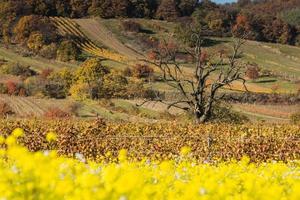 árbol único retorcido en un paisaje colorido en otoño con un campo de canola en el frente foto