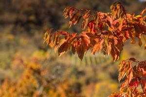 colorful leaves from a tree in the sun in the nature and autumn photo