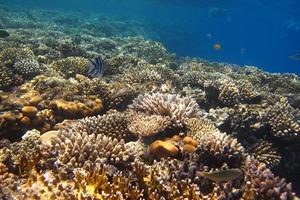 lot of coral photo