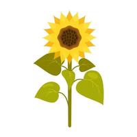 Sunflower with stem and leaves in cartoon style isolated on white. vector