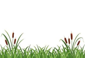 Reed mace, reed in the grass on a white background. vector