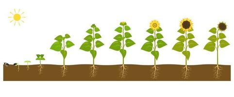 The process of growing a sunflower from seed to ripe plant.