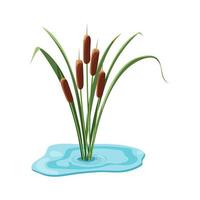 Cattail growing in water isolated on white background. vector