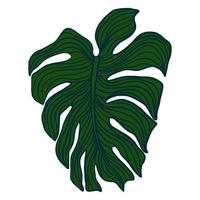 Outline monstera plant leaves. Tropical palm leaf element. vector