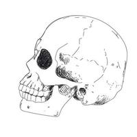 Human skeleton hand drawing. Human skull in profile vector