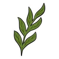 Hand drawn branch with leaves vector