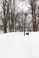 Winter landscape in the park photo