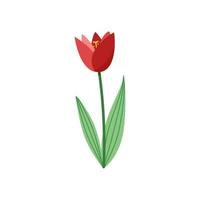 Ilustración de vector lindo de flor de tulipán dibujado en estilo plano