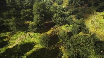 tropical forest in morning view of highland Malaysia photo