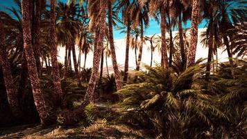 palm trees in the desert with sand dunes photo