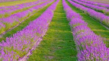 Beautiful lavender Field video