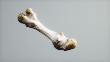 The leg bone of an big animal photo