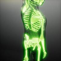 Transparent Human Body with Visible Bones photo