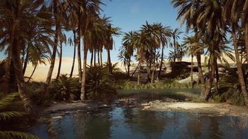 Palm trees flourish around a pool of water at a park in Palm Desert photo