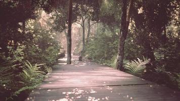 camino peatonal de madera que atraviesa un hermoso bosque otoñal foto