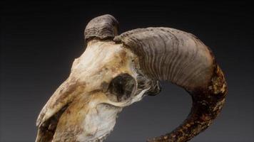 large old ram skull rotate photo