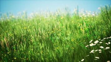 campo con hierba verde y flores silvestres al atardecer foto