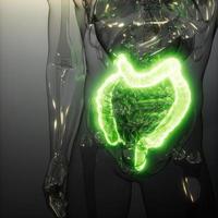 examen de radiología de colon humano foto