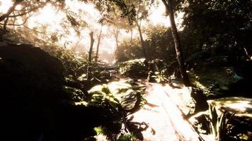 hyperlapse of tropic rainforest jungle with fog and sun rays photo