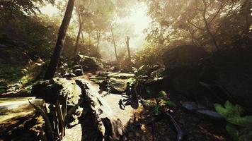 lapso de tiempo de una selva tropical en las montañas de puerto rico foto