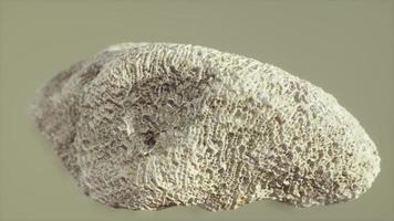 primer plano de fósil de coral blanco grande foto