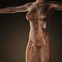 Human limphatic system with bones in transparent body photo