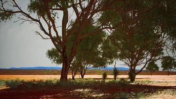 dry african savannah with trees photo