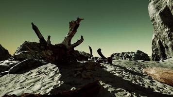 hyperlapse of logs on sand beach photo