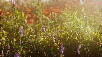 real field and flowers at sunset photo