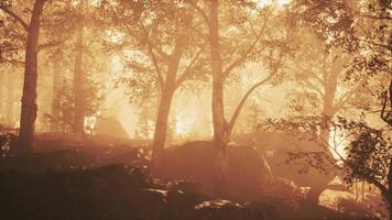 Sun beams pour through trees in foggy forest photo