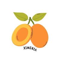 Cute organic fruit ximenia. Farm exotic tropical food. Vector cartoon illustration.