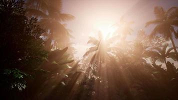 Sunset Beams through Palm Trees video