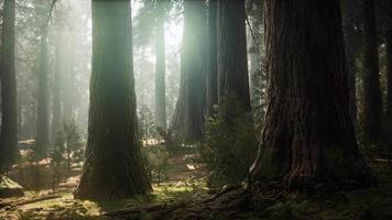 soluppgång i sequoias, allmän grant grove, sequoia nationalpark video