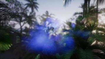 Sunset Beams through Palm Trees video