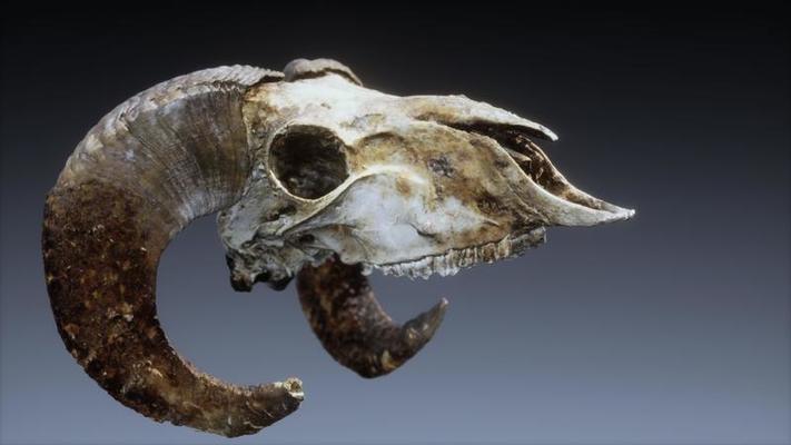 large old ram skull rotate 5624817 Stock Photo at Vecteezy