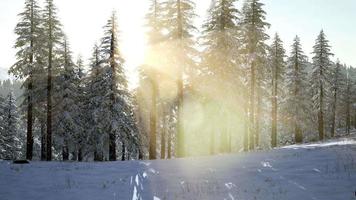 volo sopra la foresta invernale video