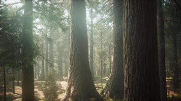 Sunrise in the Sequoias, General Grant Grove, Sequoia National Park video