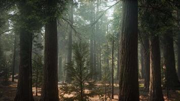 soluppgång i sequoias, allmän grant grove, sequoia nationalpark video