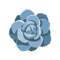 Succulent Echeveria Laui, house plant. Draw room flower colorful in cartoon style. Logo and icon for print and design. Vector illustration, isolated blue element on a white background