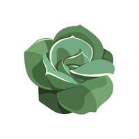 Succulent echeveria in cartoon style. Desert flower green rose. House plant for print and design. Vector illustration, isolated element on a white bakcground