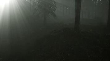 skog i höstmorgondimma video