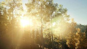 raggi di sole attraverso gli alberi video