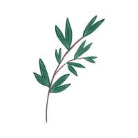 Hand drawn branch with leaves vector