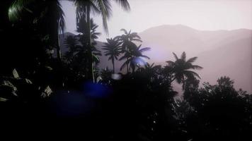Sunset Beams through Palm Trees video