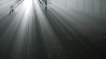 nadelwald, der von der fising sonne auf einem nebligen hintergrund beleuchtet wird video