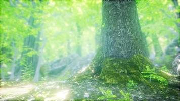bos van beukenbomen verlicht door zonnestralen video